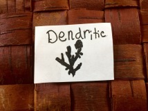 dendritic